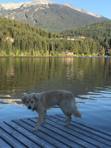 Photo of Alta Lake, Whistler, with Shaena Lambert's dog Augie in the foreground